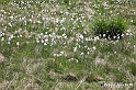 VBS_2638 - Fioritura Narcisi Castelnuovo Nigra 2022 e campi di papaveri rossi